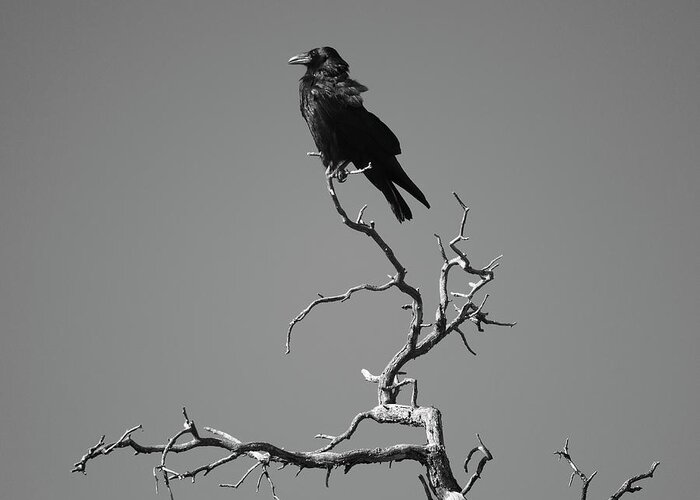 Raven Greeting Card featuring the photograph Raven III by David Gordon