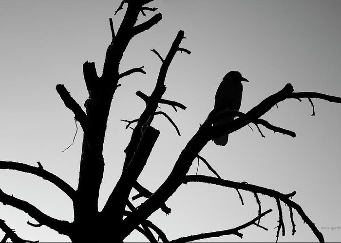 Tree Greeting Card featuring the photograph Raven Tree II BW by David Gordon