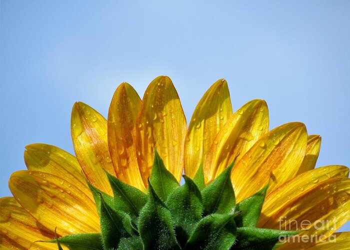 Sunflower Greeting Card featuring the photograph Rays of Sunshine by Chad and Stacey Hall