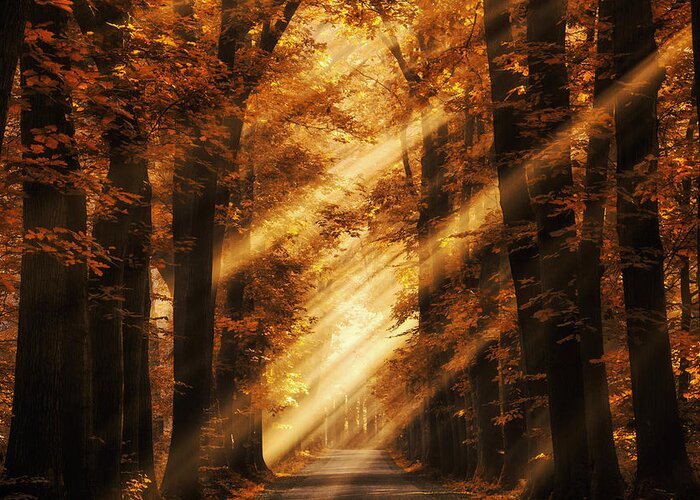 Sunrays Greeting Card featuring the photograph Rayz by Martin Podt