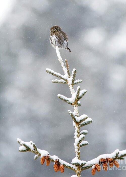 Pygmy Owl Greeting Card featuring the photograph Reaching for the Heavens by Deby Dixon