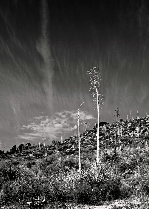 Yucca Greeting Card featuring the photograph Reaching for the Sky by Timothy Bulone