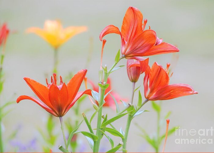 Flowers Greeting Card featuring the photograph Reaching Higher by Merle Grenz