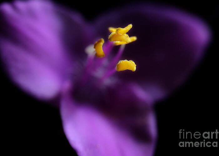 Purple Heart Flower Greeting Card featuring the photograph Reaching by Michael Eingle