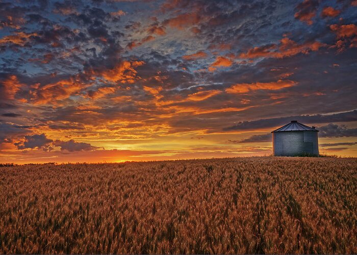 Barley Greeting Card featuring the photograph Ready for Harvest by Dan Jurak