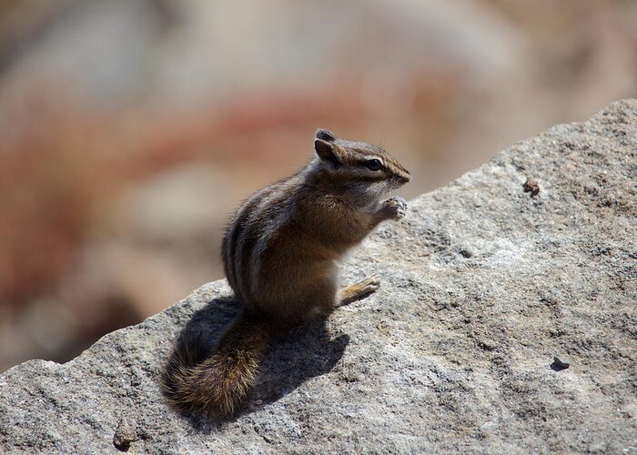 Chipmunk Greeting Card featuring the photograph Ready to Eat by David Diaz