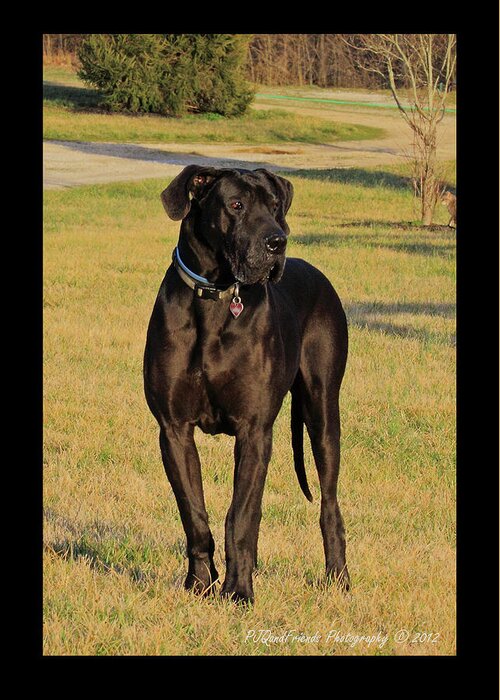 Great Dane Greeting Card featuring the photograph 'Really Big Bigg of Crescent Farm' by PJQandFriends Photography
