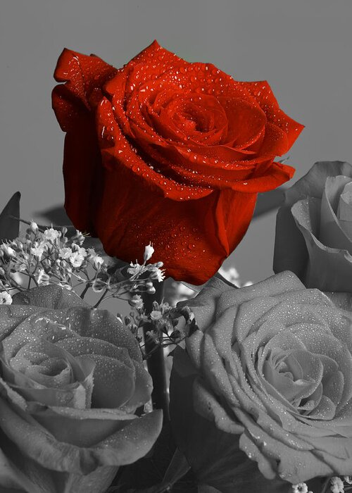 Rose Greeting Card featuring the photograph Really red Rose by M K Miller