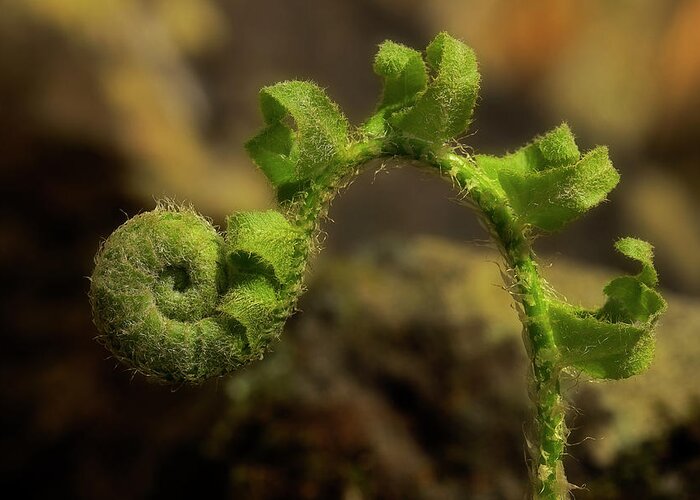 Fern Greeting Card featuring the photograph Rebirth by Mike Eingle