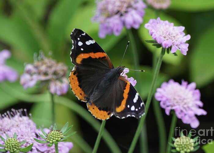 Red Admiral Butterfly Greeting Card featuring the photograph Red Admiral Butterfly and Pincushion Flower by Robert E Alter Reflections of Infinity