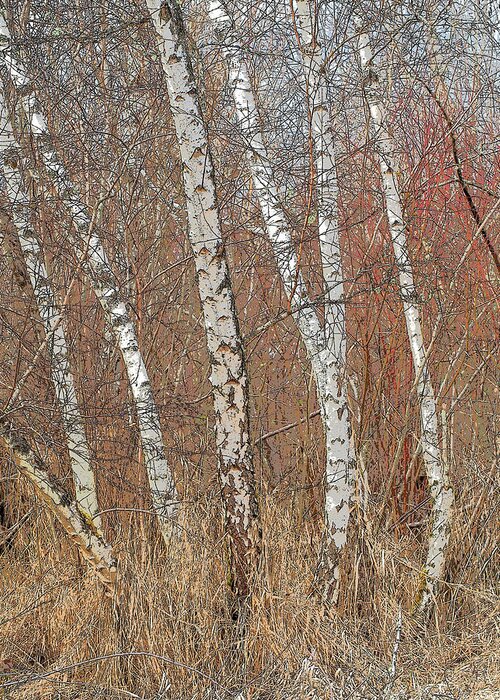Trees Greeting Card featuring the photograph Red Alder in Winter by Lynn Wohlers