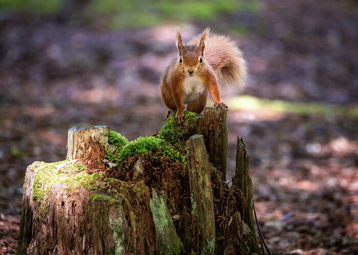 Red Squirrel Greeting Card featuring the photograph Red Alert by Framing Places