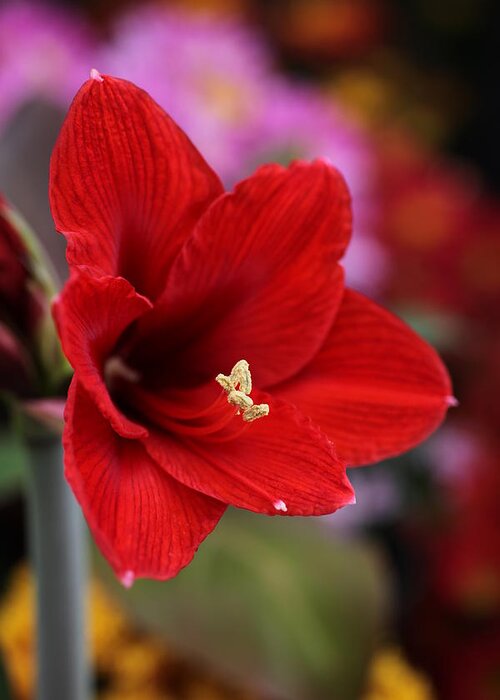 Amaryllis Greeting Card featuring the photograph Red Amaryllis by Tammy Pool