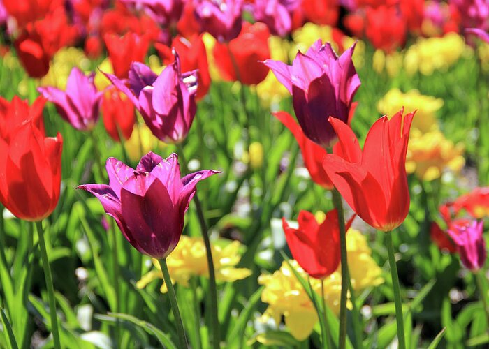 Tulips Greeting Card featuring the photograph Red and Purple Tulips by Angela Murdock