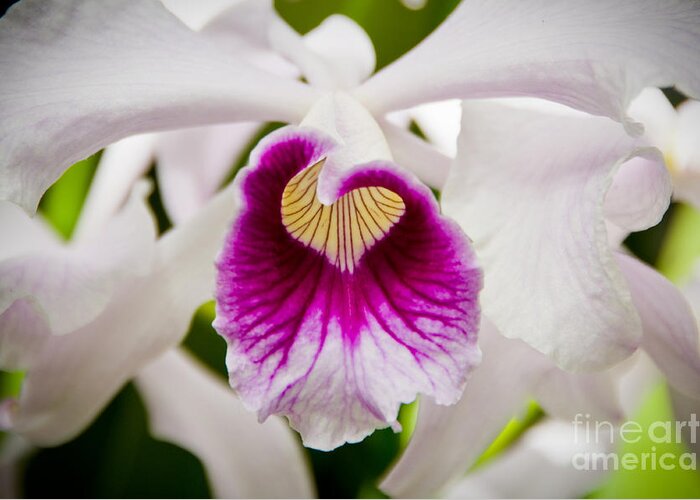 Nature Greeting Card featuring the photograph Red and White Orchid by Oscar Gutierrez