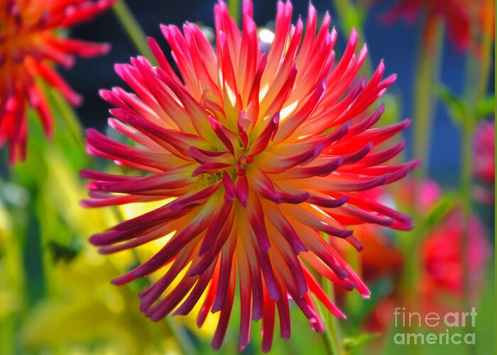 Dahlia Greeting Card featuring the photograph Red and Yellow Dahlia by Frank Larkin