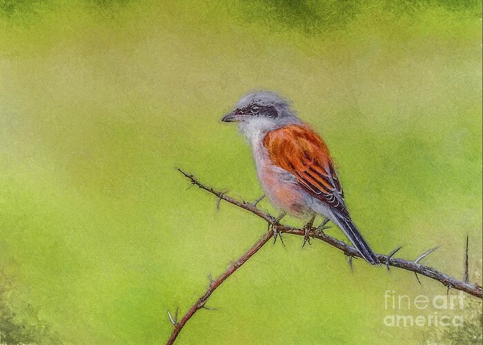Red-backed Shrike Greeting Card featuring the digital art Red-backed Shrike by Liz Leyden