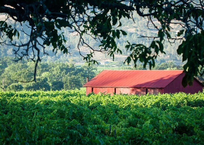 Barn Greeting Card featuring the photograph Red Barn In Vineyard by Dina Calvarese
