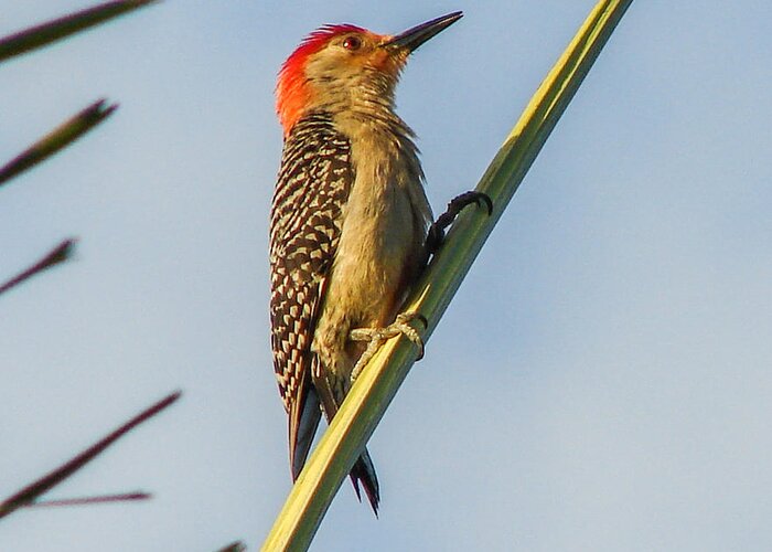 Bird Greeting Card featuring the photograph Red-bellied Woodpecker by Carl Moore