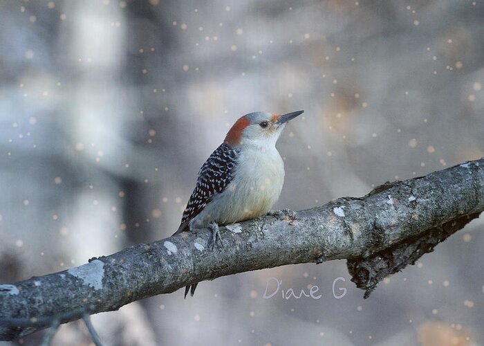 Woodpeclers Greeting Card featuring the photograph Red-bellied Woodpecker in snow by Diane Giurco