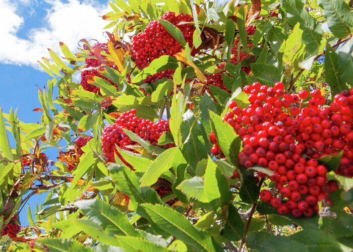 Red Greeting Card featuring the photograph Red Berries, Blue Skies by D K Wall