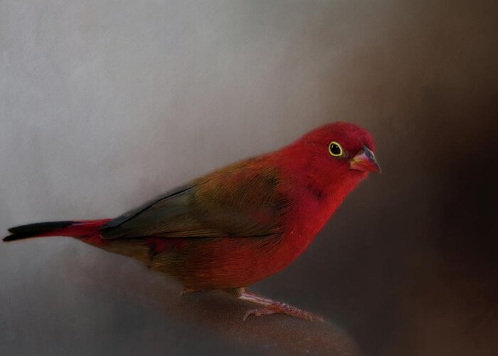 Animal Greeting Card featuring the photograph Red-Billed Firefinch by Lana Trussell