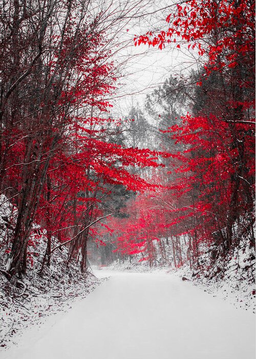 Red Blossoms Greeting Card featuring the photograph Red Blossoms by Parker Cunningham