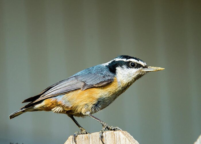 Wildlife Greeting Card featuring the photograph Red-breasted Nuthatch by Tim Kathka