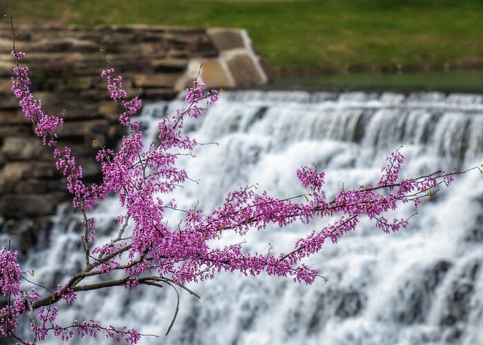 Cercis Canadensi Greeting Card featuring the photograph RedBud at Devils Den by James Barber