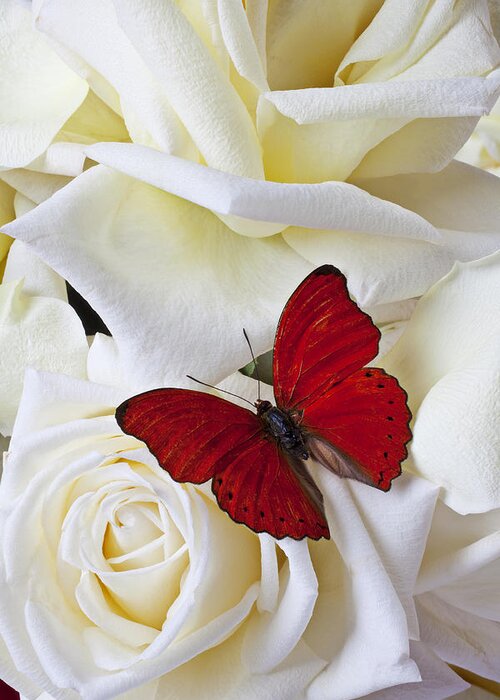 Red Greeting Card featuring the photograph Red butterfly on white roses by Garry Gay