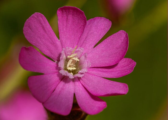 Flowers Greeting Card featuring the photograph Red Campion by Nick Bywater