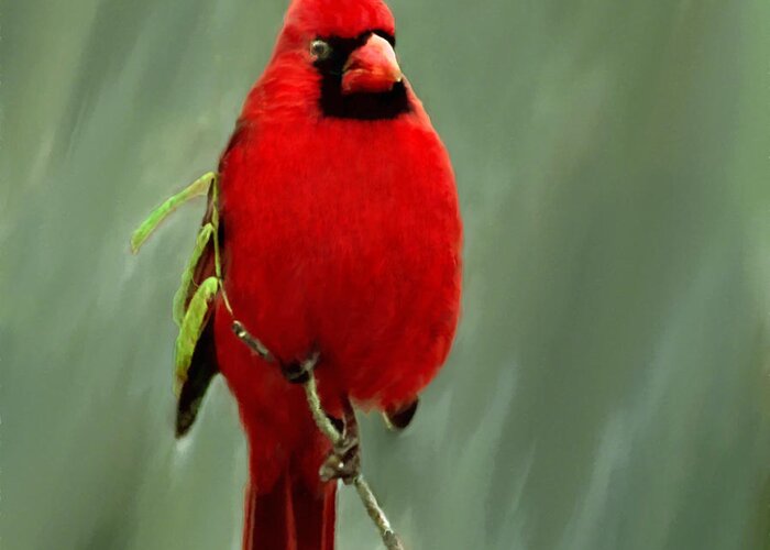 Cardinal Greeting Card featuring the photograph Red Cardinal Painting by Bob and Nadine Johnston