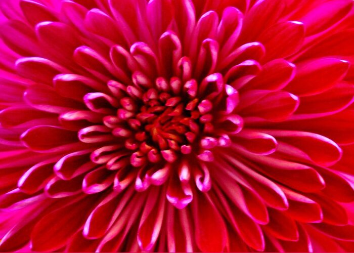 Red Greeting Card featuring the photograph Red Chrysanthemum by Eileen Brymer