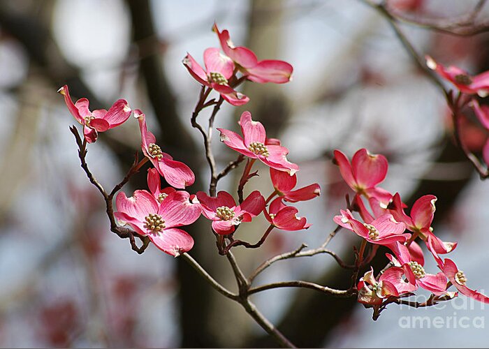 Photograph Greeting Card featuring the photograph Red Cloud Dogwood 2012410_90a by Tina Hopkins