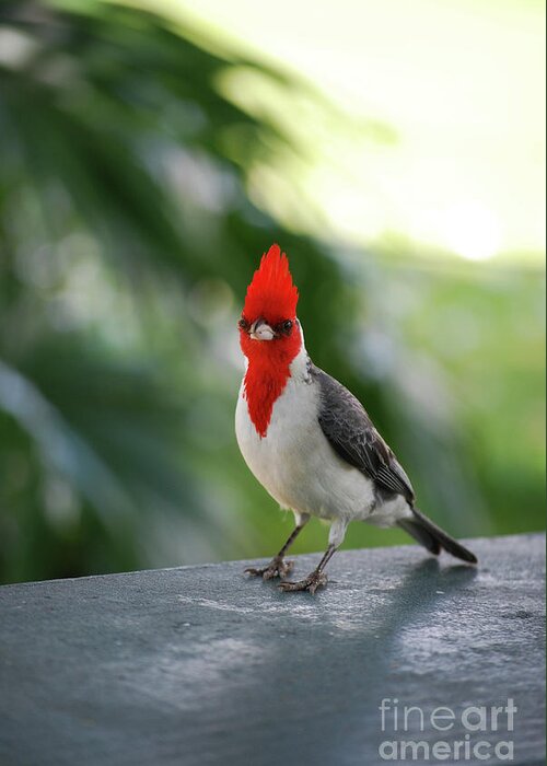 Red-crested-cardinal Greeting Card featuring the photograph Red Crested Cardinal Bird Standing on a Railing by DejaVu Designs