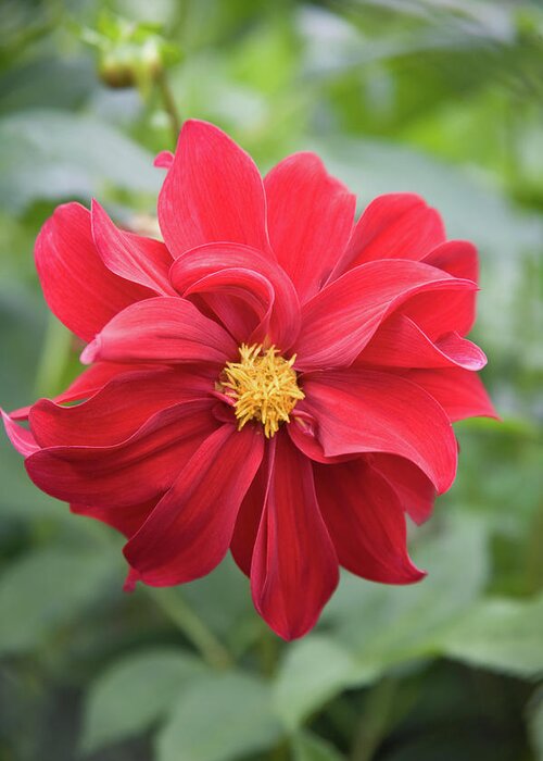 Open Centered Greeting Card featuring the photograph Red Dahlia-2 by Diane Macdonald