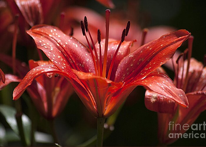 Red Greeting Card featuring the photograph Red Day Lily 20120615_52a by Tina Hopkins