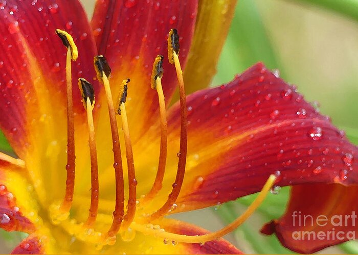 Daylily Greeting Card featuring the photograph Red Daylily with Morning Dew by Amy Dundon