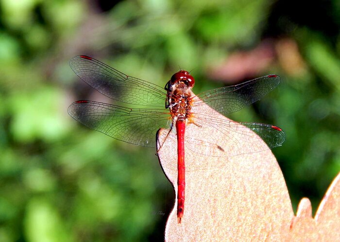 Dragonfly Greeting Card featuring the photograph Red Dragonfly on Bronze Butterfly by Wild Thing