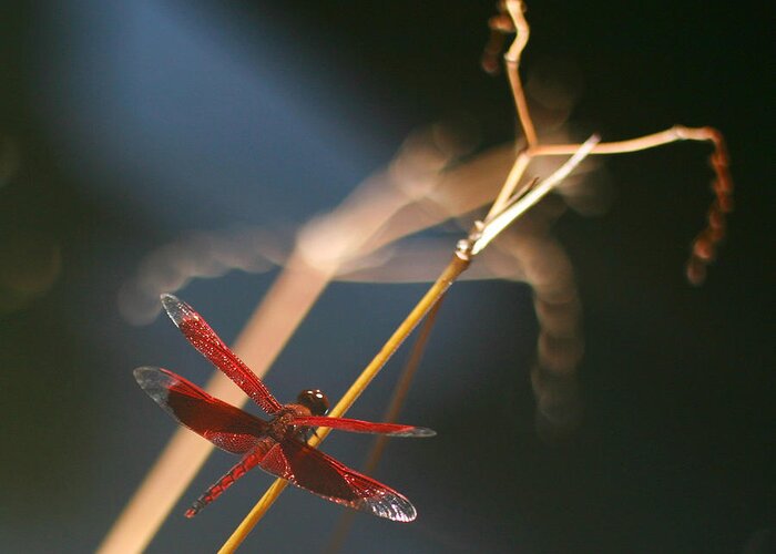 Dragonfly Greeting Card featuring the photograph Red Dragonfly by Mike Reid