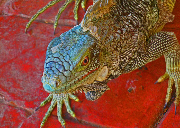 Iguana Greeting Card featuring the photograph Red Eyed Iguana photo by Kelly Smith