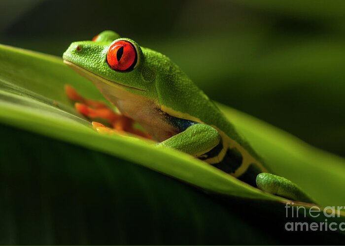 Frog Greeting Card featuring the photograph Red- Eyed Tree Frog Costa Rica 7 by Bob Christopher