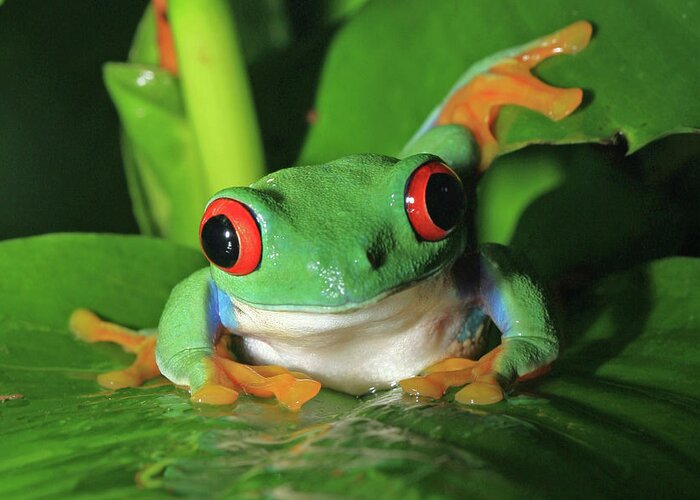 Frog Greeting Card featuring the photograph Red Eyed Tree Frog by David Freuthal