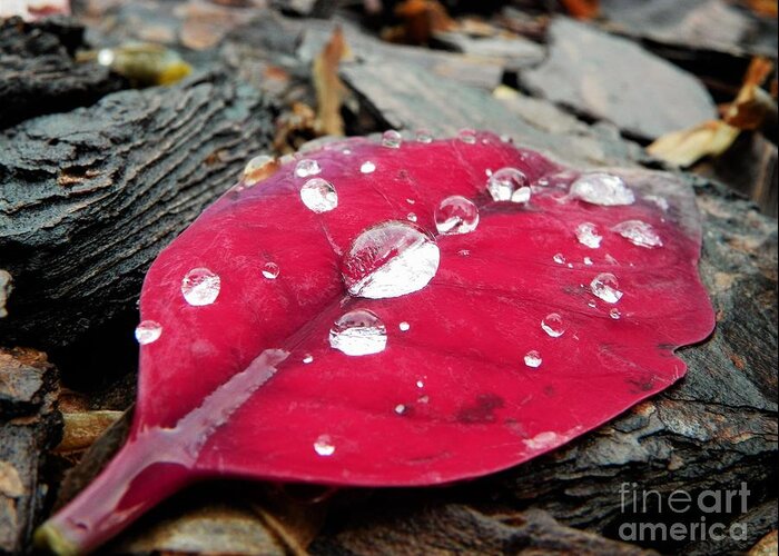 Red Greeting Card featuring the photograph Red Fall Leaf by Chad and Stacey Hall