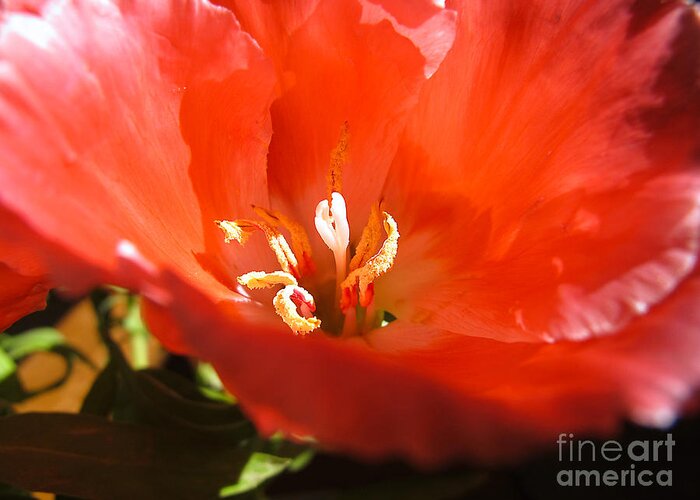 Wall Art Greeting Card featuring the photograph Red Flower Macro by Kelly Holm