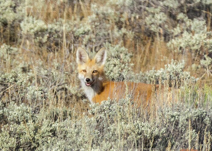 Red Fox Greeting Card featuring the photograph Red Fox in Sage Brush by Stephen Johnson