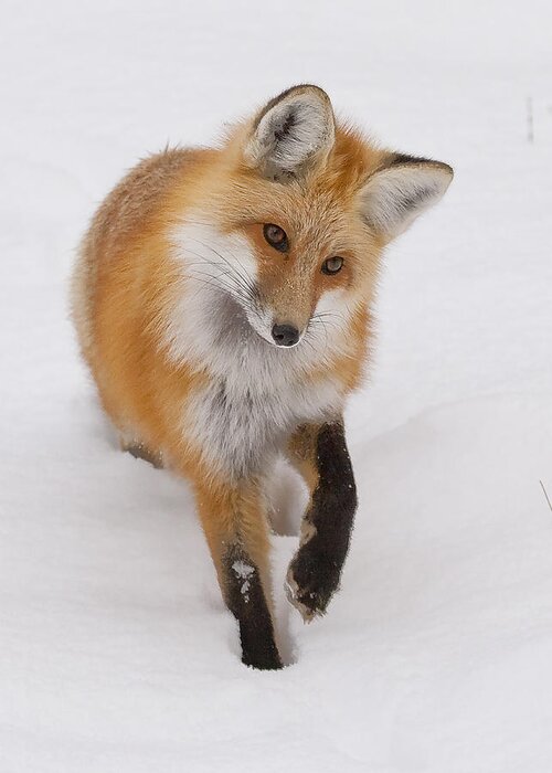 Red Fox Greeting Card featuring the photograph Red Fox Portrait by Mark Miller