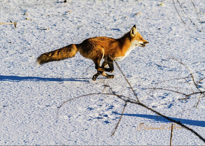 Fox Greeting Card featuring the photograph Red Fox On The Run by Ed Peterson