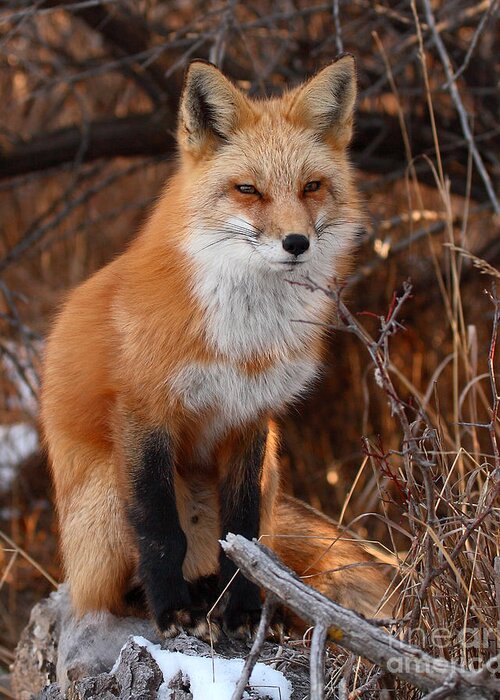 Fox Greeting Card featuring the photograph Red Fox Pausing Atop Log by Max Allen