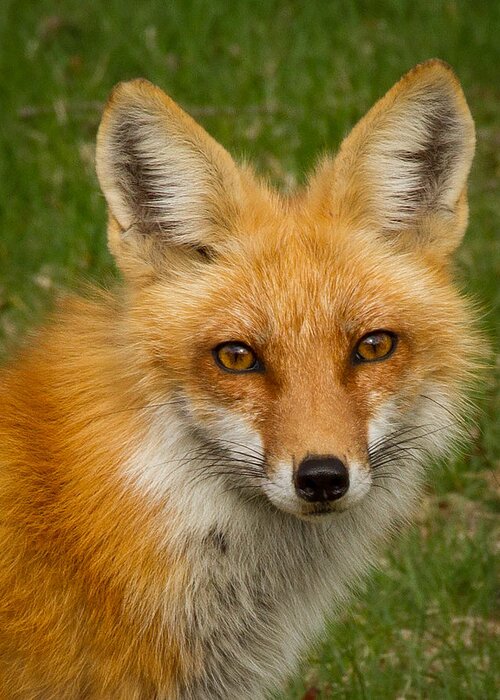 Fox Greeting Card featuring the photograph Red Fox Portrait by Brian Caldwell